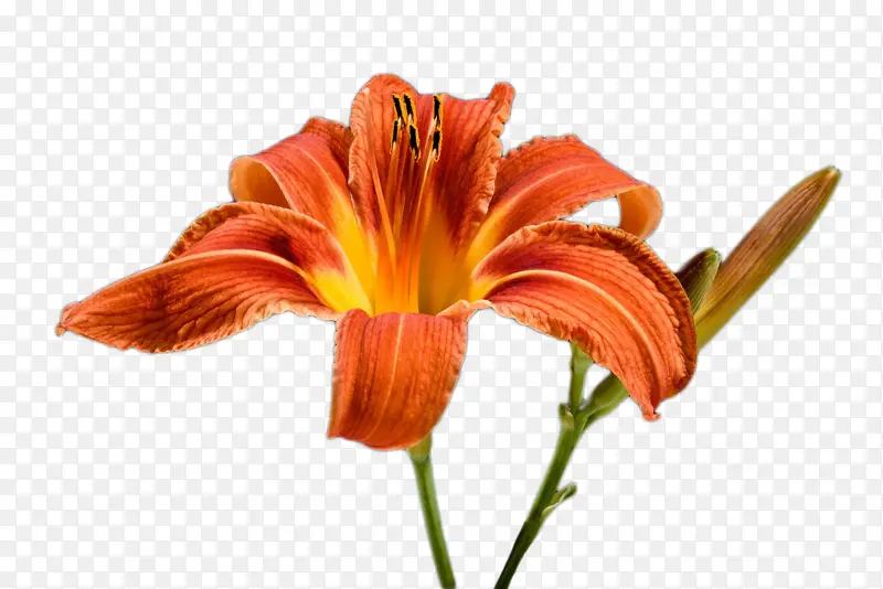 ��ɫ�ٺϻ���-������