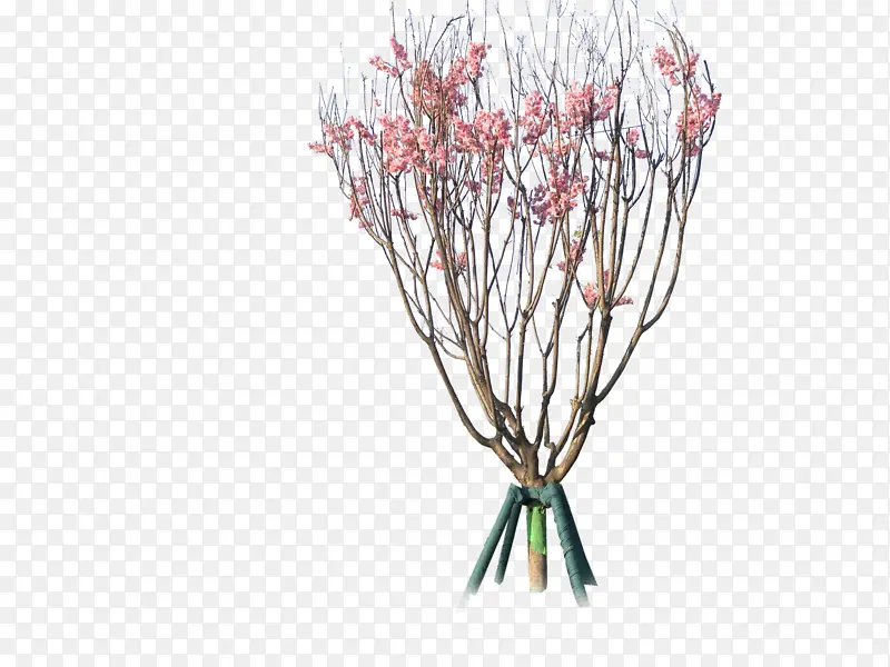 ��������ľ�ز�-������