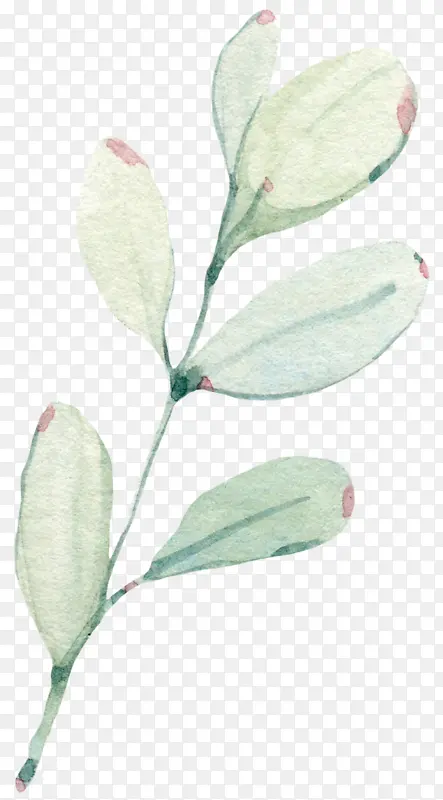 ֲ���Ҷ����֦���ֻ滨֦-������