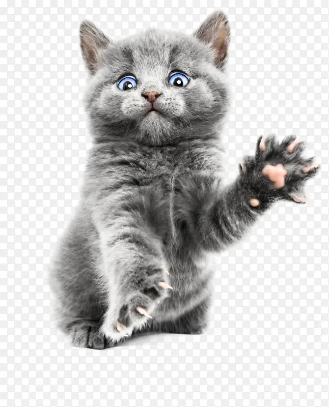 �ɰ��ز�è��-������