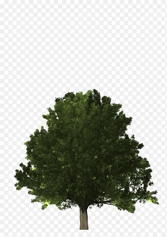 ��ľ ���� ���� ������� ����-������