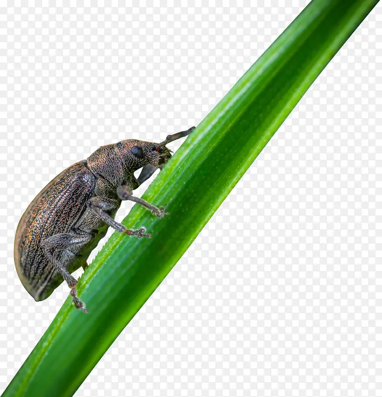 һֻ���е�����-������