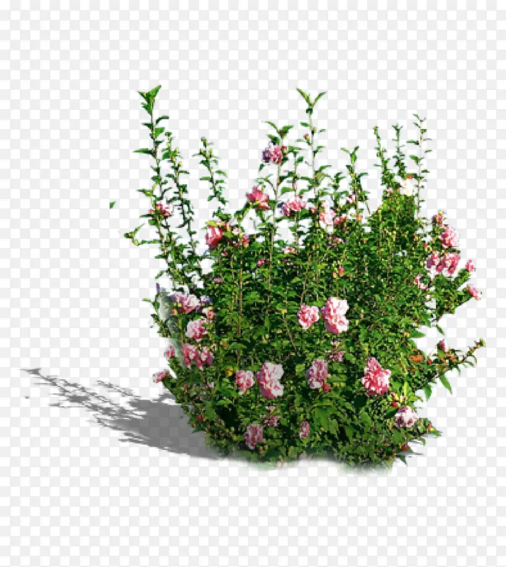 �̻������ز�-������