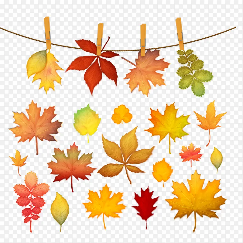 ����ķ�Ҷ��Ӱ-������