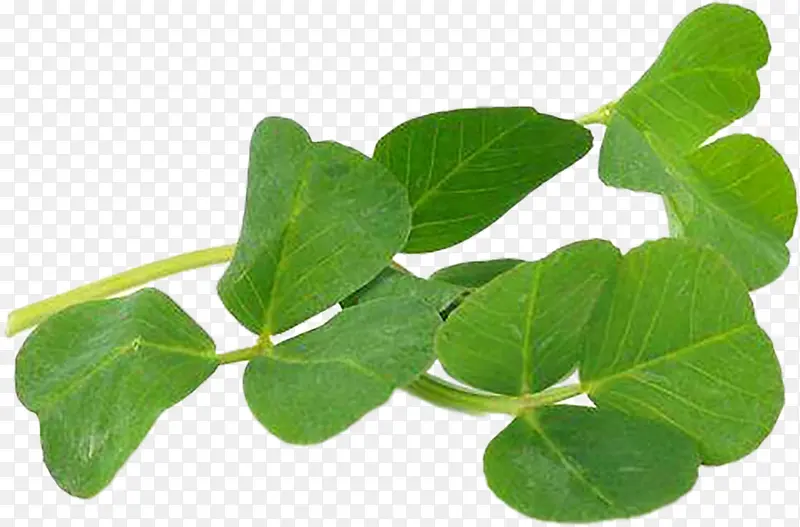 ���ʲ�ͷ��д��ͷ-������