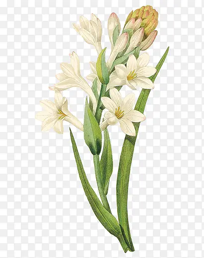 �ֻ���ɫֲ�ﻨ��-������