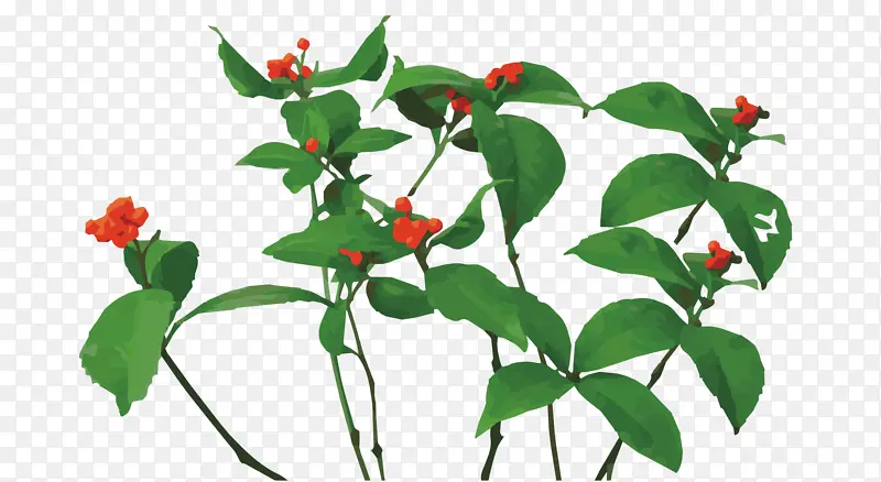 ��ɺ����ɺ��-������