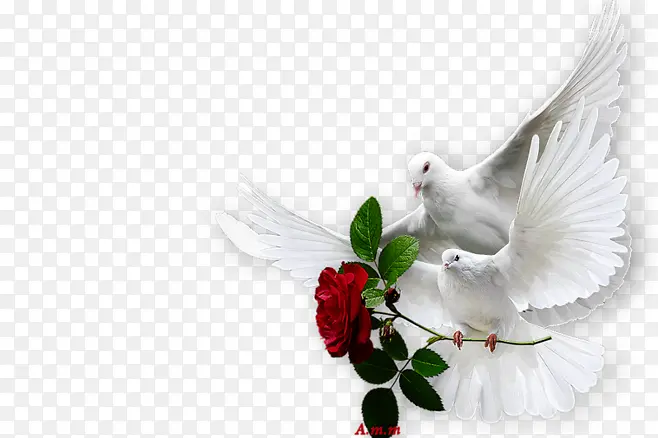 ����õ���Ÿ�-������