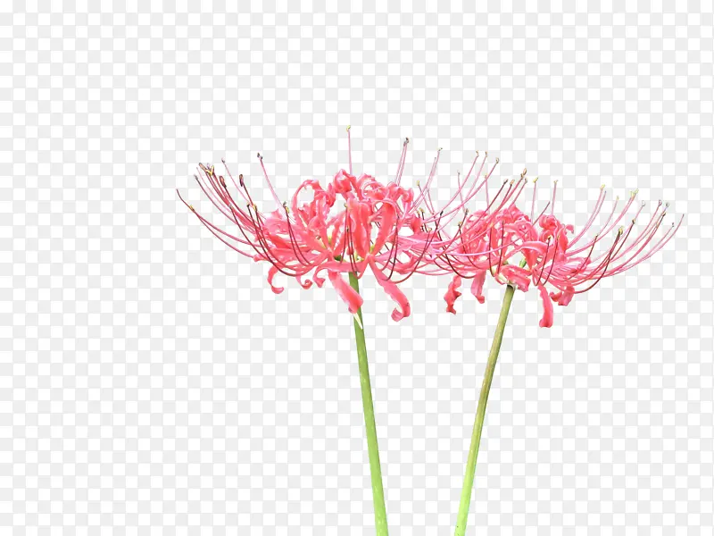 ����ɳ�� �˰���-������