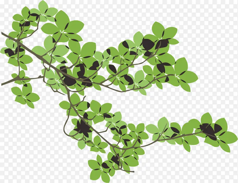 ��֦ҶƬ��ǳ��ɫ-������