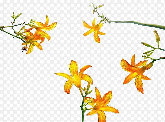 ���ǲݿ�ͨ-������