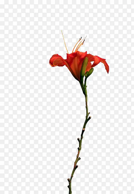 ���ǲݻ�֦-������