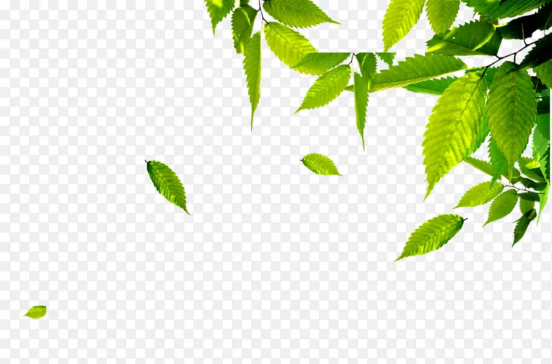 ��֦ҶƬ��ɫ����-������