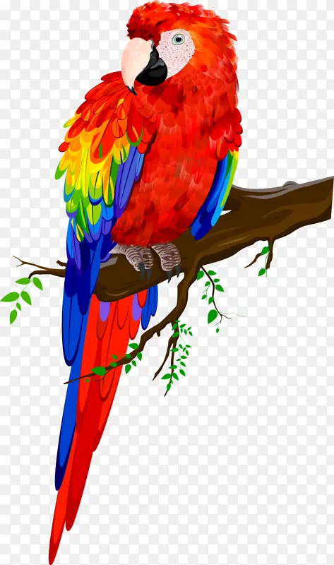 ��֦�ϵ�����-������