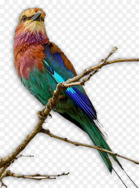 ��Ϣ����֦�ϵ�����-������