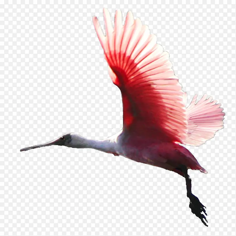 һֻ��ɫ�ķ���-������