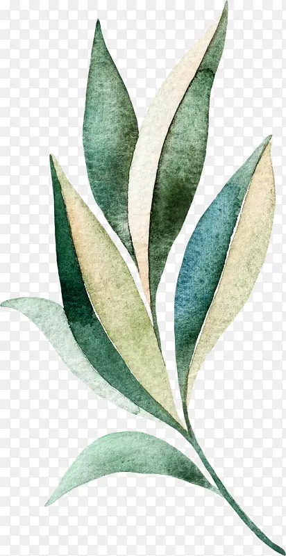 ��ɫˮ��ϸ��Ҷ��-������