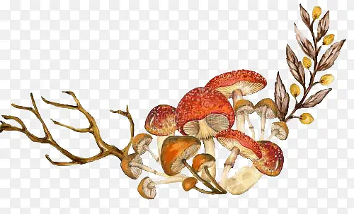 ��֦����Ģ��PNGװ��-������