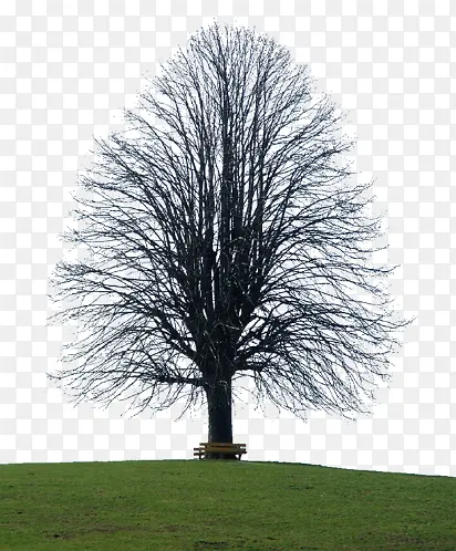 ��ɫ�Ĵ�����֧-������