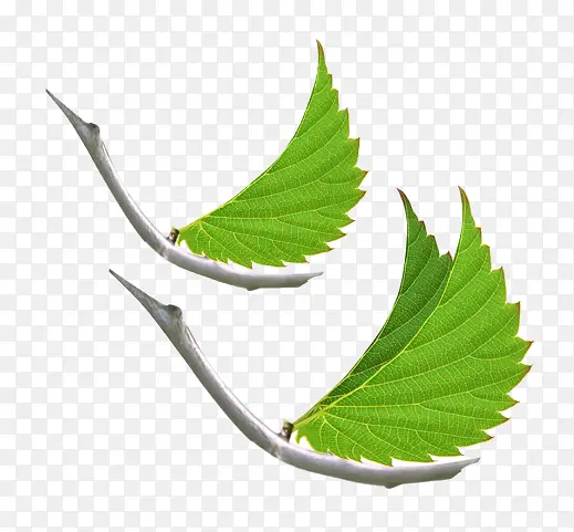 ��֦��Ҷ��Ƭ-������