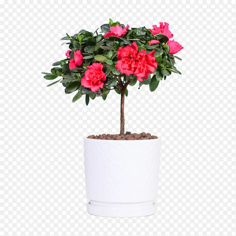 ��Ҷ�ݰ�ɫ�մɶž�����-������