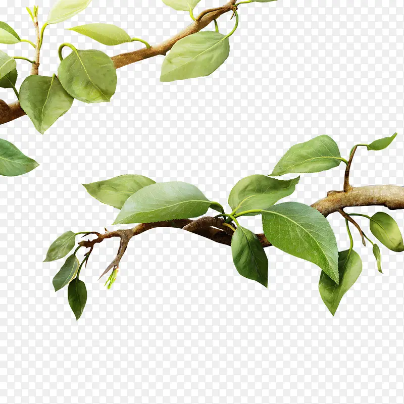 ��֦��Ҷ��Ҷ-������