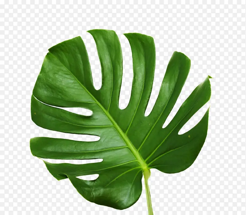 ��ɫ���ɰ�Ҷ��-������