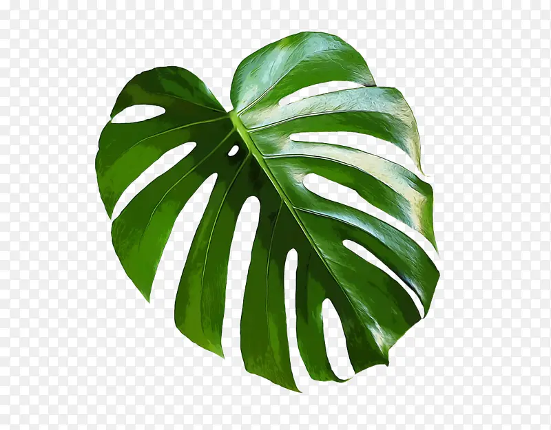 ��ɫ���ɰ�Ҷ��-������