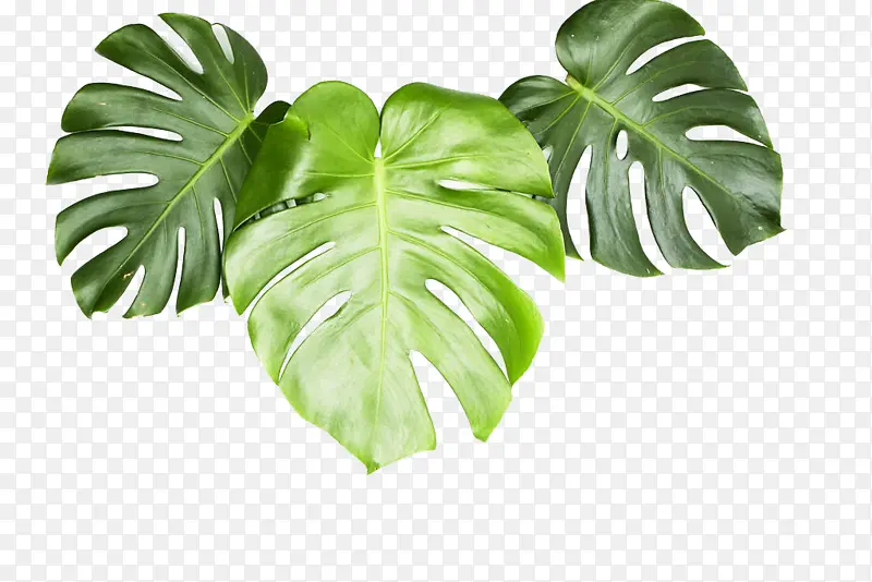 ��ɫ���ɰ�Ҷ��-������