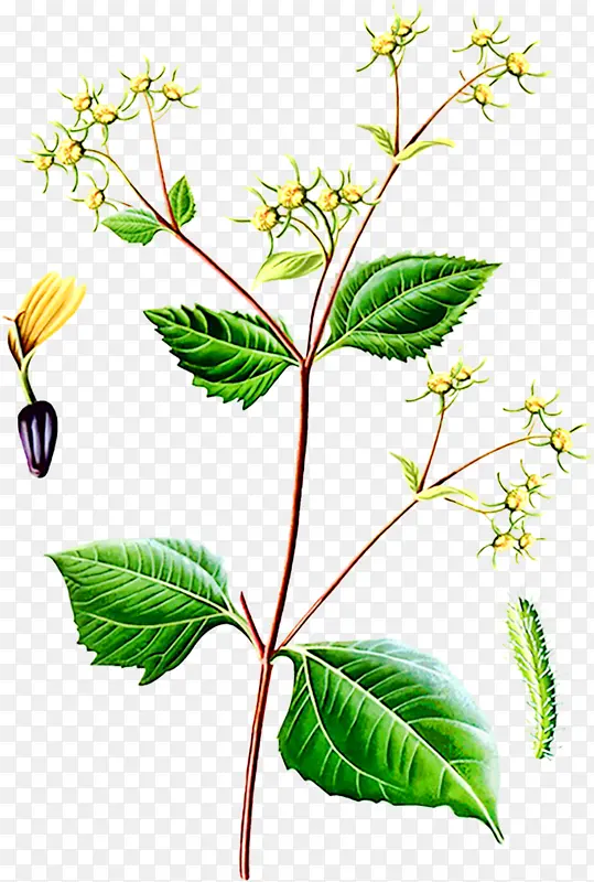 ���ʪ��ҩ�gǩ��-������