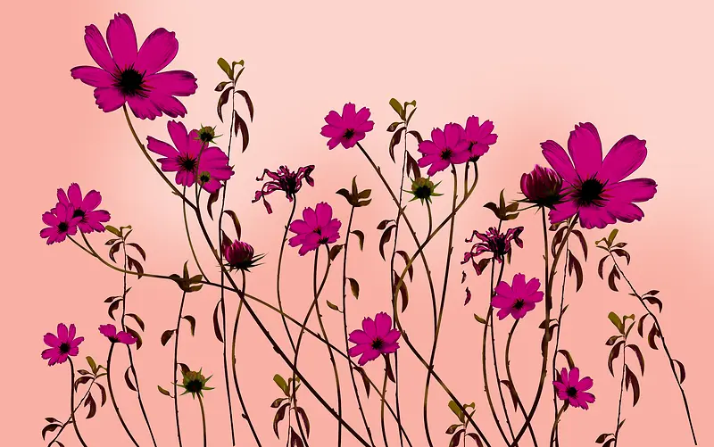 �����ֻ滨����-������