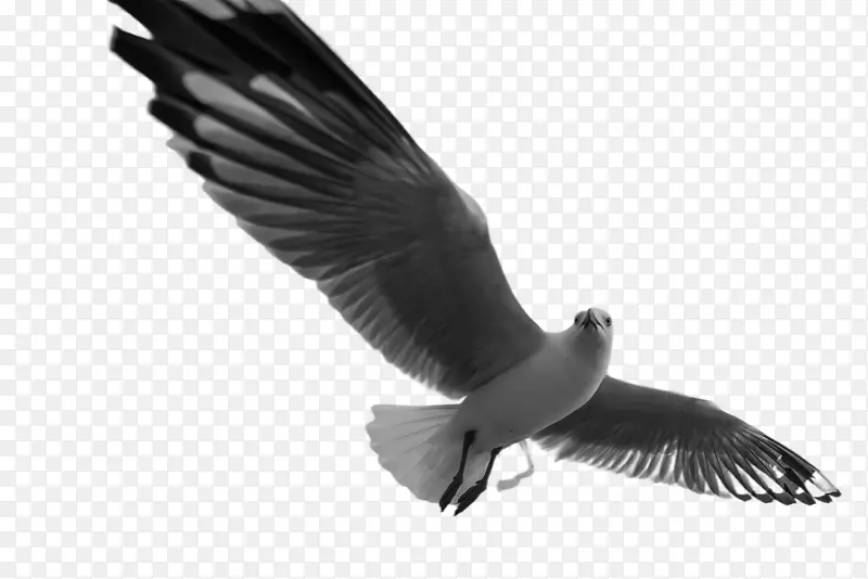 չ�᰿�����-������