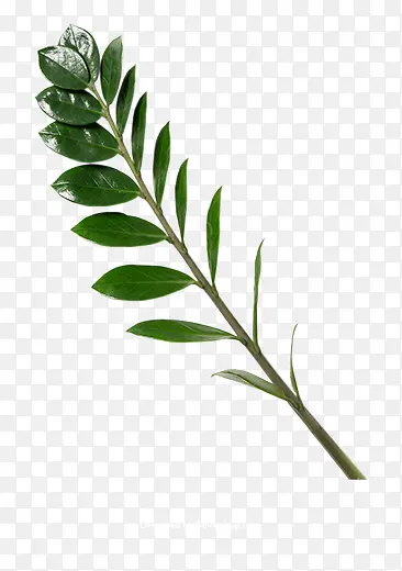 ��֦Ҷ�ӿ�������Ӱ-������