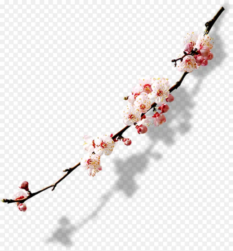 �ŵ��һ���֦-������