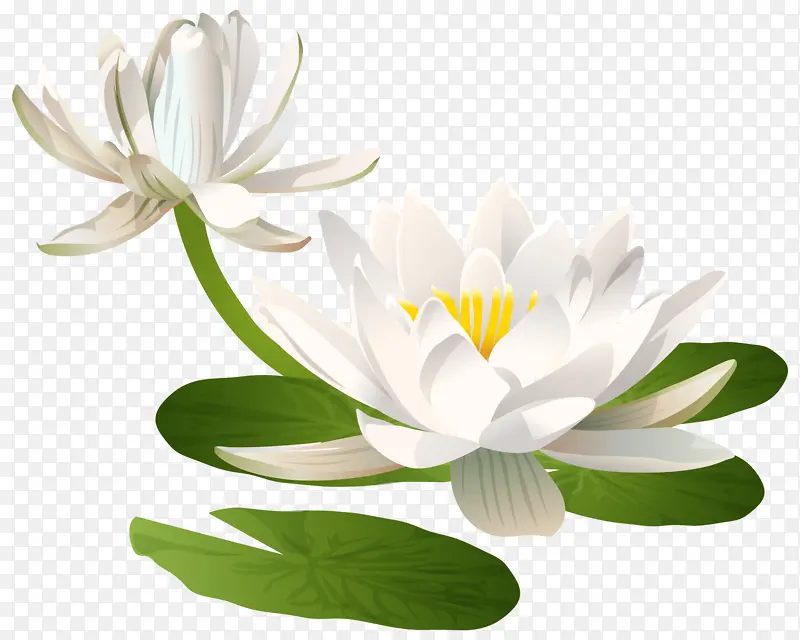 ��ɫ�ĺɻ���Ҷ-������