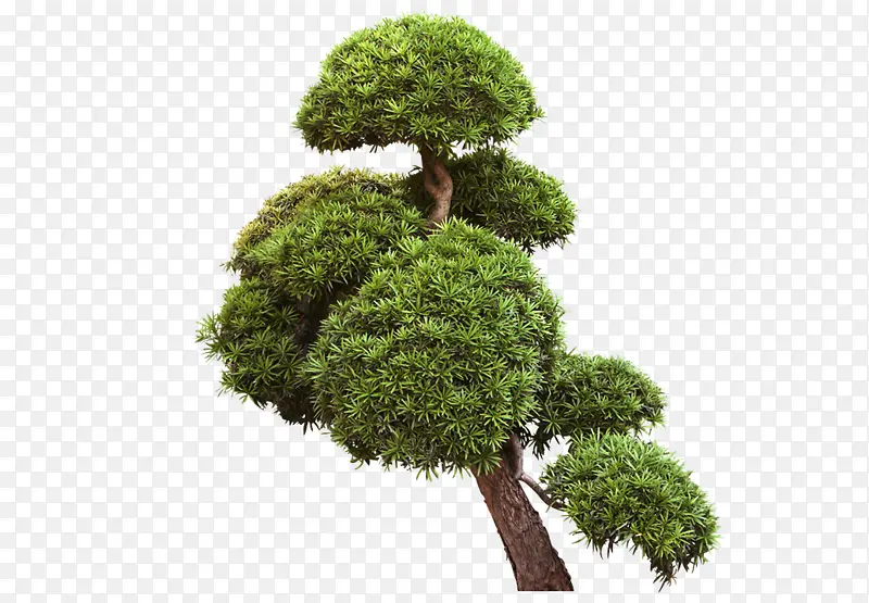 ���������֦-������