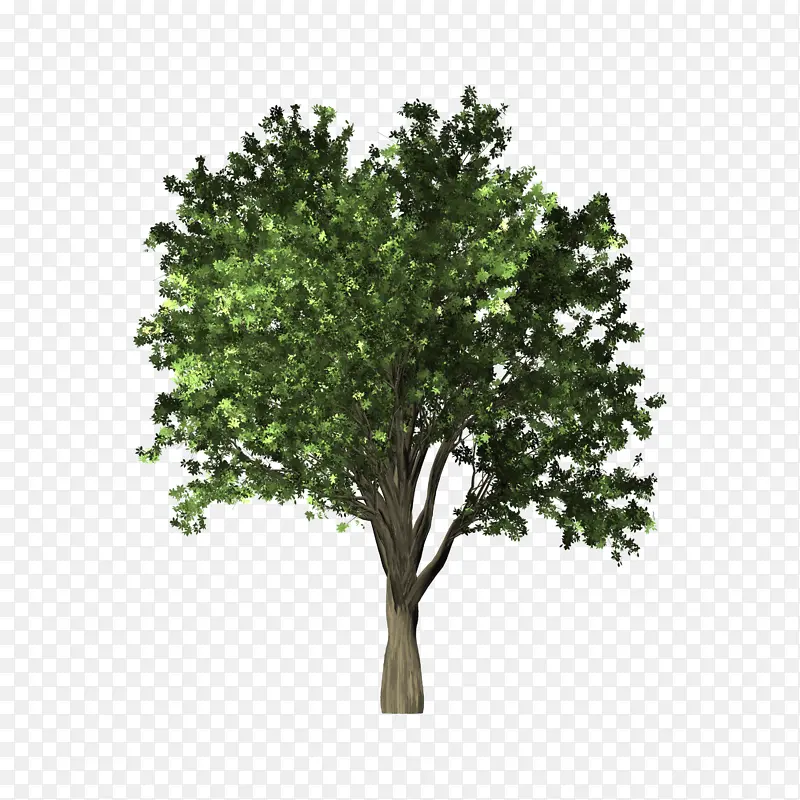 ��� С�� ����-������