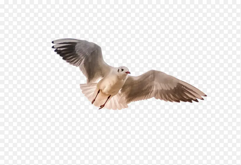 ��ɫ�Ÿ����-������