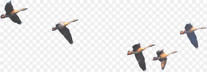 ���ֵķ�����-������