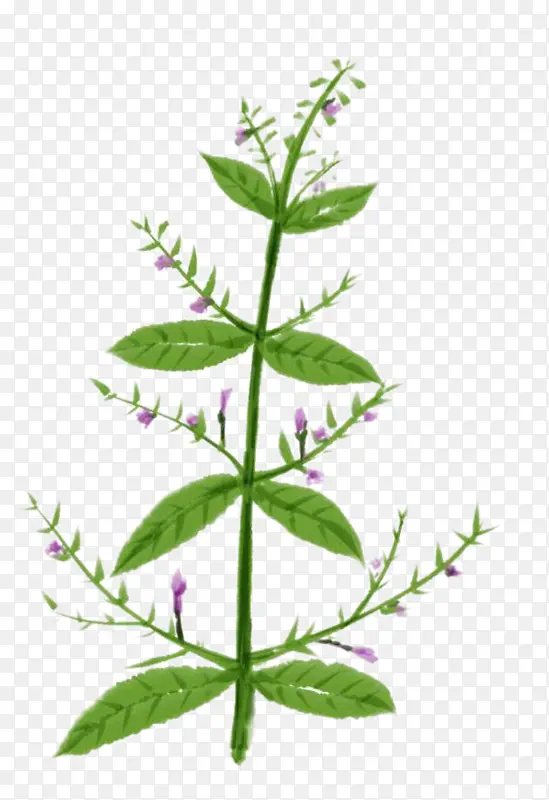 �ֻ�ֲ�� ��ҩ��-������