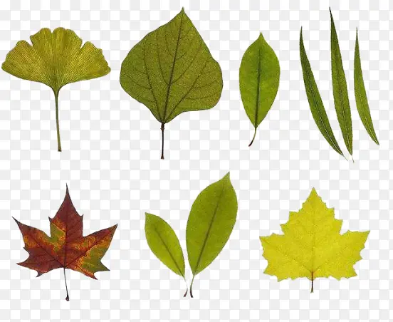 �����Ҷ��֦-������