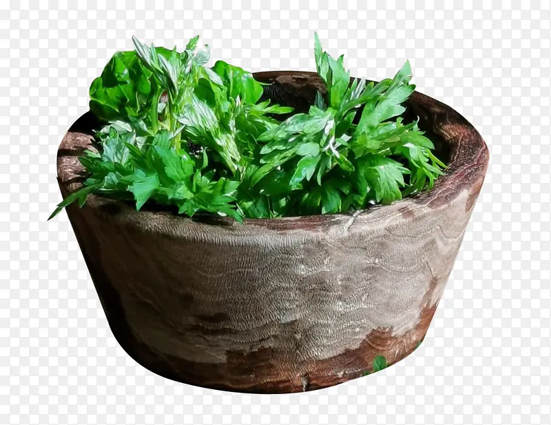 ��װ��Ҷ����-������