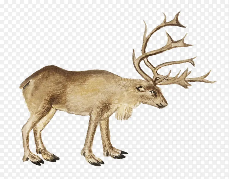 �ɰ����ֻ�С��¹-������