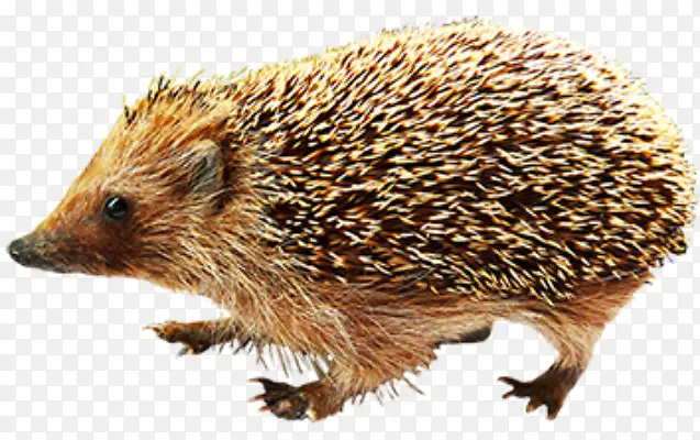 �ɰ������ʳ-������