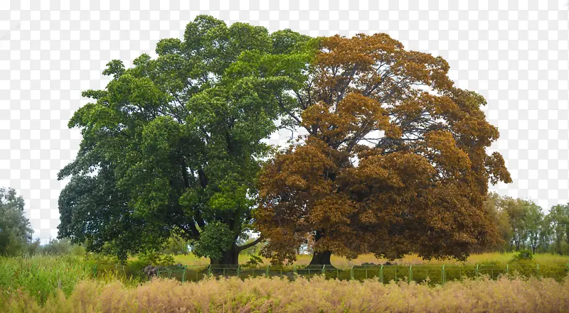 ������ز�png����-������