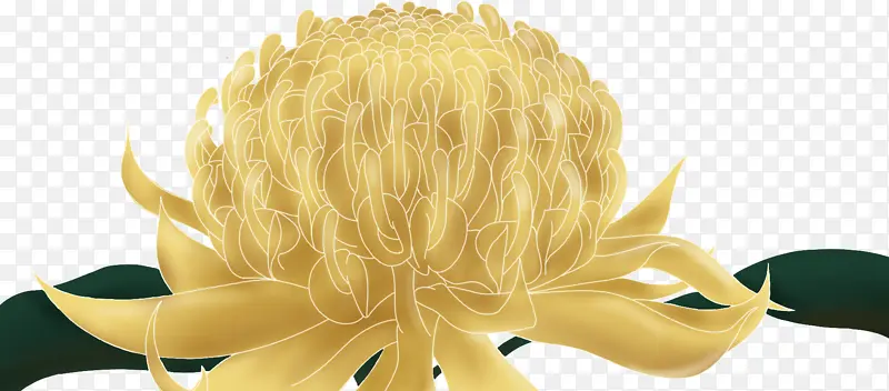 ��������ֲ��Waratah�ز�-������