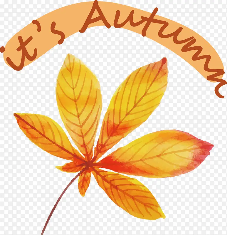 Ҷ-Ҷ�����ѧֲ��ֲ��ṹ-������