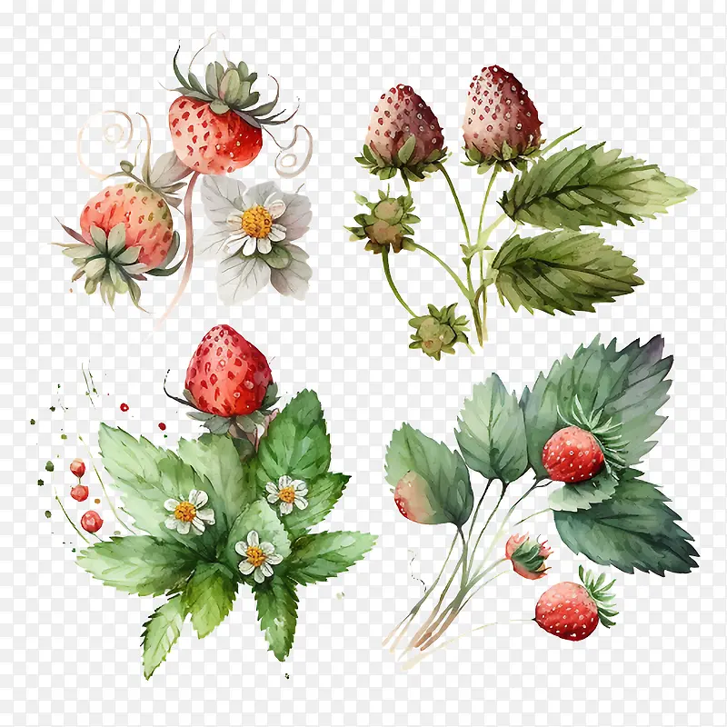 ˮ�ʲ�ݮ-ˮ��Ҷ��-������