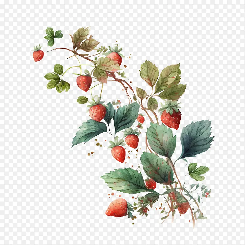 ��ݮ-ˮ��Ҷ��-������