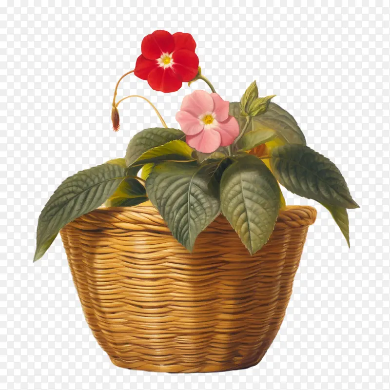 ���ɻ�-���ɻ������ʻ��ۺ�ɫ-������